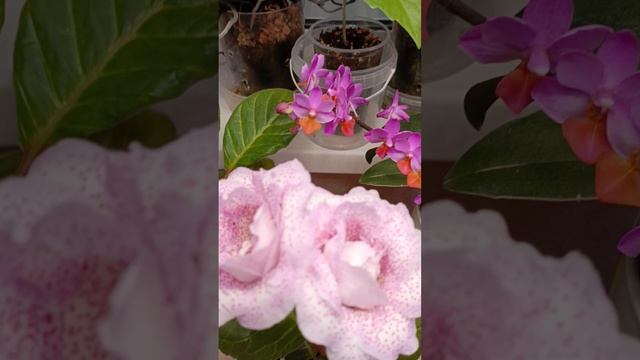 Перестановки на орхостолике ☺места для глоксиний не хватает 🤦♀🤭😍#глоксинии #орхидеи #фаленопсис