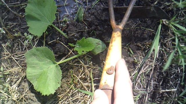 Окучивание поврежденного кабачкового растения