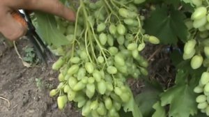 ДЛЯ ЧЕГО БЫВАЛЫЕ ВИНОГРАДАРИ СРЕЗАЮТ ГРОЗДИ НА КУСТАХ
