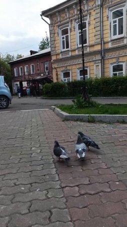 Из жизни красноярских голубей