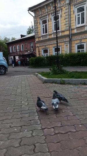 Из жизни красноярских голубей