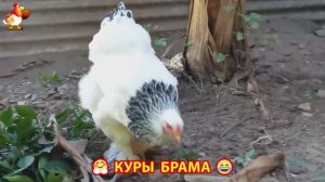 Куры Брама с лохматыми лапами прекрасные несушки (26)