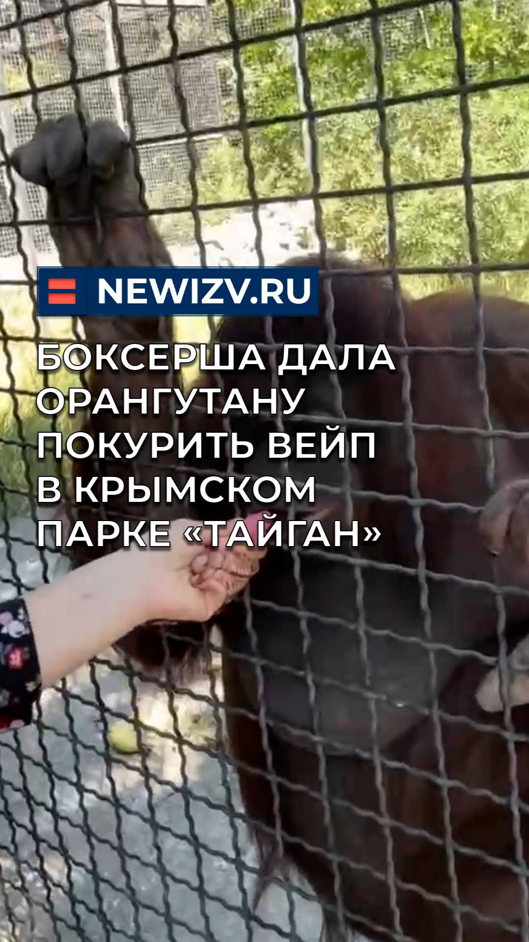 Боксерша дала орангутану покурить вейп в крымском парке «Тайган»