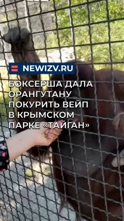 Боксерша дала орангутану покурить вейп в крымском парке «Тайган»