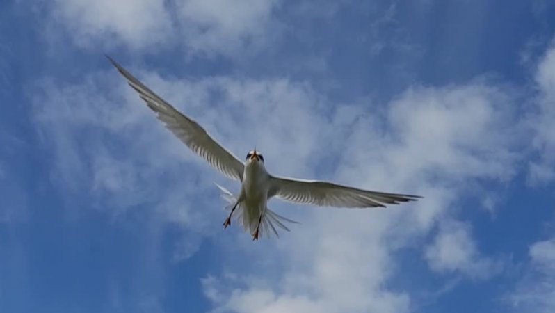 Крачки прогоняют меня  на рыбалке с клёвого места.