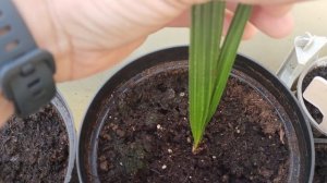 Канарский финик, Вашингтония - быстро растущая пальма. Банановая пальма, Трахикарпус