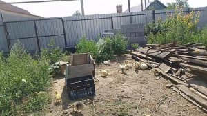 30 июня, гусята на новом месте