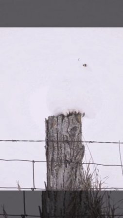 Зимний камуфляж