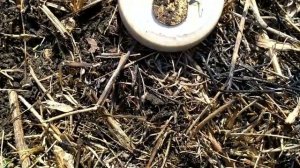 ДЕНЬ НИКОЛАЕВСКОГО СЕРЕБРА!!!! СТОЛЬКО ЕЩЁ НЕ НАХОДИЛ!!!  КОП С Minelab X-Terra 705..