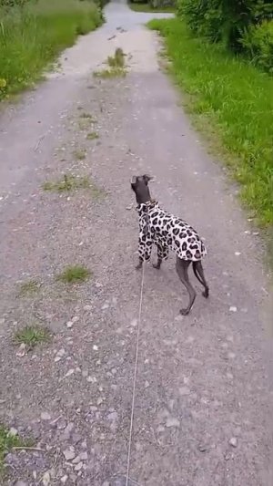 Трикотажный кофта для собак "Сафари"