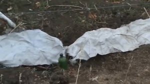 ЧТОБЫ ВИНОГРАД НЕ ВЫМЕРЗ СДЕЛАЙТЕ ЭТО
