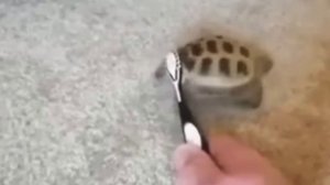 Отличная чесалка для панцыря🐢😄