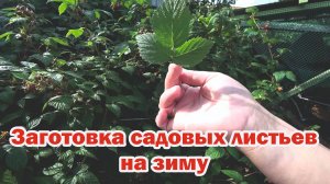 Заготовка вкусного и полезного чая на зиму