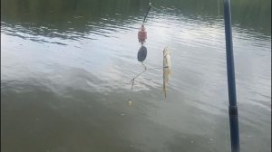 29 июня рыбалка под Зеленогорском .