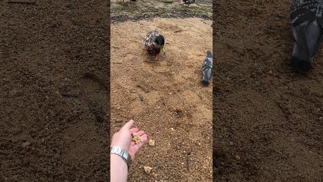 История одних Уток,Чаек, голубей,сборная