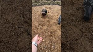 История одних Уток,Чаек, голубей,сборная