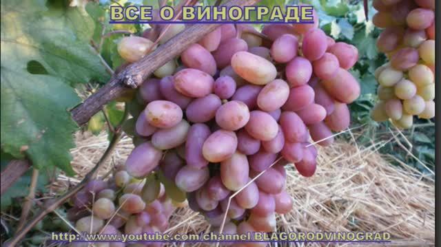 Виноград. Информация для подписчиков