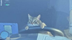 Внимание, кошатники и любители юмора! 😻