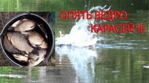 Опять ведро карася!!!