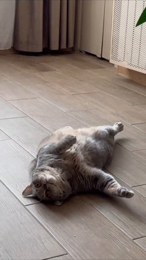 #котики #животные #животныеyappy