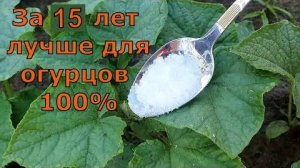 1 Литр под огурцы, томаты, перец и они прут как бешенные