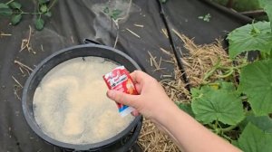 "УДИВИТЕЛЬНЫЙ СЕКРЕТ: 2 ЛОЖКИ И ОГУРЦОВ, КОТОРЫЕ Спасут ВАШУ УЖИМУ ОТ УМИРАНИЯ!"