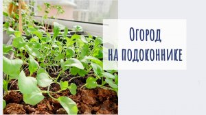Огород на подоконнике