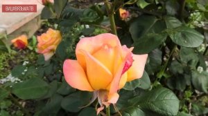 Вязьма начала активно преображаться и готовиться к приему гостей.