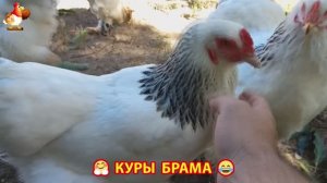 Куры Брама с лохматыми лапами прекрасные несушки (24)