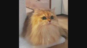 Смешные Коты #5