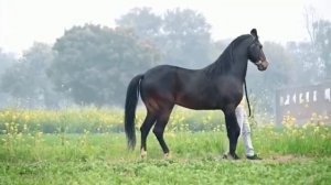 Жеребец индийской породы Марвари.