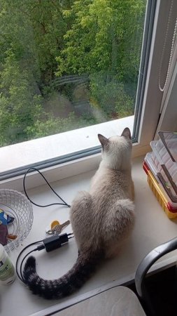 Менди