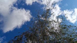 БЕРЕЗКА ТАНЦУЕТ ВАЛЬС