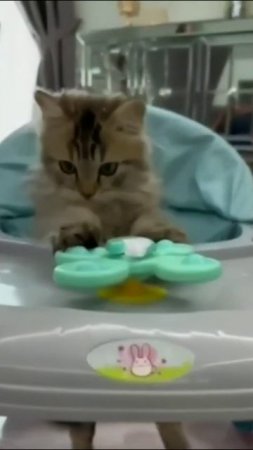 Смешные коты #63-8