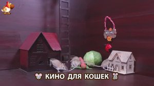 Видео для кошек про крысок развлекать питомцев 🐭🐀😂 (182)