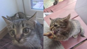Домашние хищники Забавные котята Как ест котенок Котята диких кошек Кормление диких животных