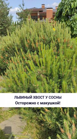 Львиный хвост у сосны