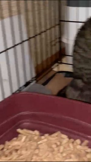 Кошка в добрые руки