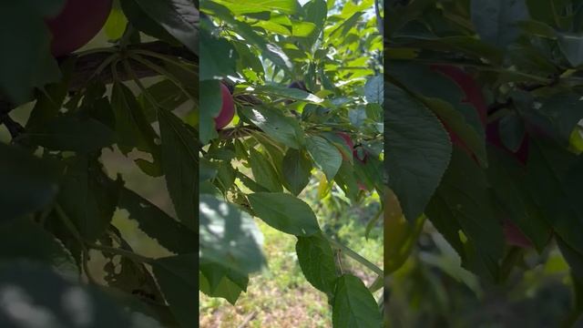 Различия сортовой алычи от обычной