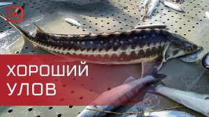 Машину с крупной партией нелегальной осетрины задержали в Дагестане