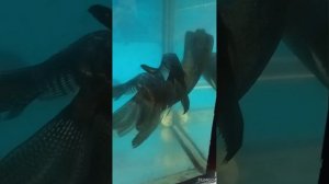 Video_20250420160453932_by_Filmigo