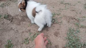 девочка папийона 2.5 месяца