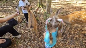 Алиса на ферме в арт-усадьбе Веретьево/ В гостях у оленей / Alice and the Deer Farm