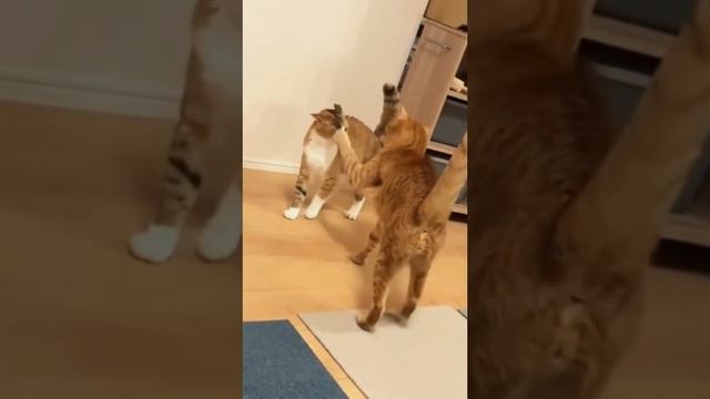 1000052082.mp4