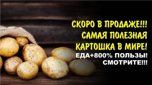 Чудесная ручная прополка и отличное настроение! Урожай картошки будет +653% пользы!
