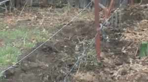 Пора укрывать виноград