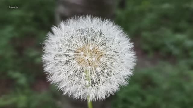 Городские цветы 30 июня. Южно-Сахалинск.mp4