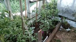 Распускаются Клематисы, проверяю сорт Балконные томаты под потолок!