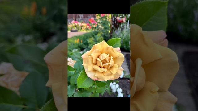 Роза королева цветов