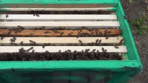 РОЙ спестя 2  дня  смотрим размеры